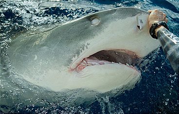 Hawaii (1) - Inseln der wilden Wunder