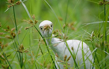 Hawaii (2) - Inseln der wilden Wunder