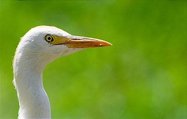Hawaii (2) - Inseln der wilden Wunder