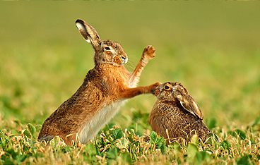 Magische Momente der Natur