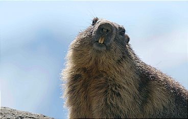 Naturerbe Österreich - Die Nationalparks: Die Herausforderungen