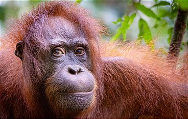 Orang Utans - Borneos Waldmenschen