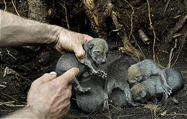 Radioaktive Wölfe - Tschernobyls verbotene Wildnis