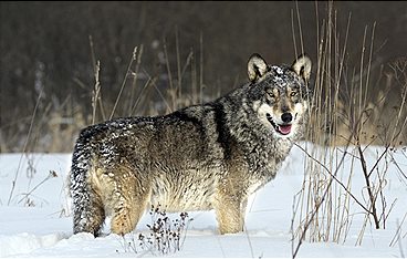 Radioaktive Wölfe - Tschernobyls verbotene Wildnis