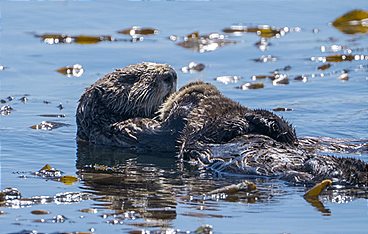Seeotter - Kaliforniens kleine Helden