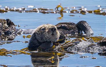 Seeotter - Kaliforniens kleine Helden