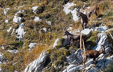 Tagliamento - Wild und frei zwischen Adria und Alpen