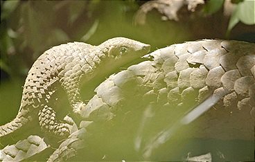 Vietnams geheimnisvoller Norden - Im Reich der Bergwälder