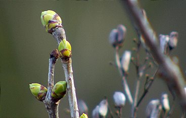 Wenn das Leben neu erwacht - Ein Panoptikum