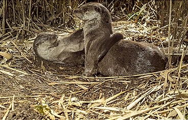 Wildtiere privat