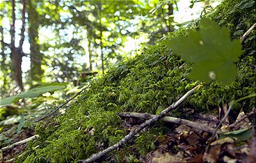 Wunderbare Waldwelt - Wie diese grünen Oasen zum Klimaschutz und zu unserer Gesundheit beitragen