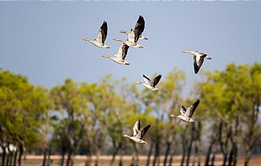 Zugvögel - Ein Jahr vergeht im Flug