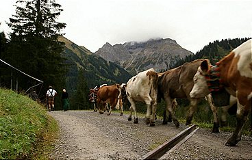 Ein Alpsommer im Kleinwalsertal