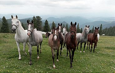 Heimat Österreich