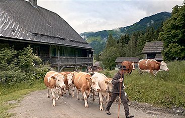 Heimat Österreich