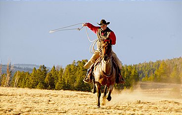 Mustangs - Lebende Legenden: Die aus der Wildnis kommen
