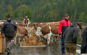 Vom Watzmann ins Salzburger Land