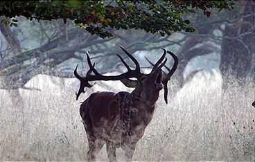 Wunderwelt Wald