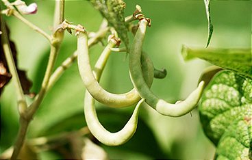 Die Gartenpiraten