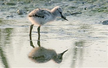 Tolle Tiere