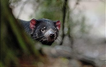 Australiens wilde Wälder