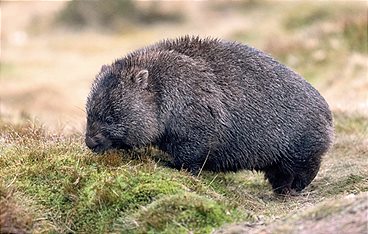 Australiens wilde Wälder