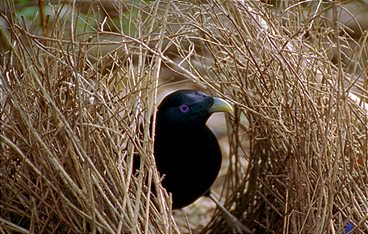 Baumeister der Wildnis