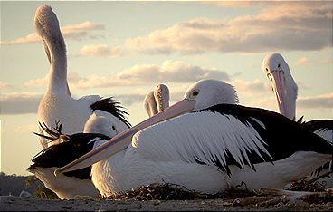 Baumeister der Wildnis