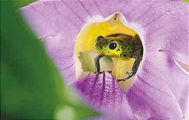 Die Farben der Tierwelt