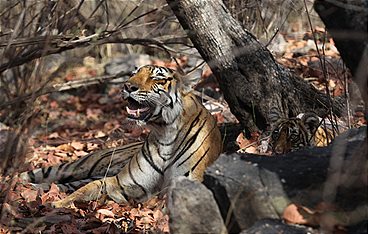 Die Farben der Tierwelt