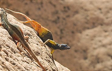 Die Farben der Tierwelt