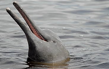 Die grössten Flüsse der Erde