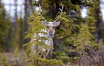 Die großen Wanderungen