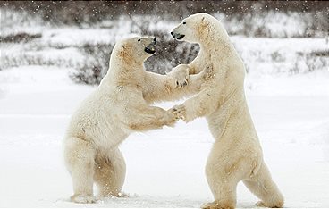 Die Reise der Eisbären