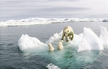 Die Reise der Eisbären