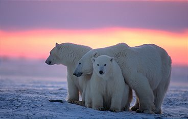 Die Reise der Eisbären