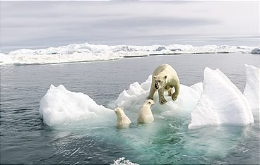 Die Reise der Eisbären