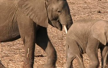 Die wilden Flüsse Afrikas