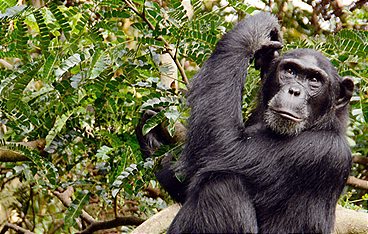 Die wilden Flüsse Afrikas