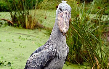 Die wilden Flüsse Afrikas