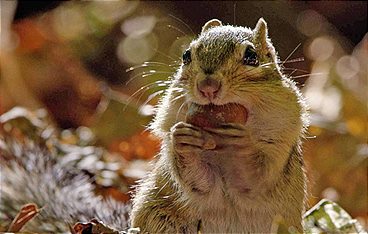 Ein Jahr in Kanadas Wildnis