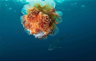 Ein Jahr in Kanadas Wildnis