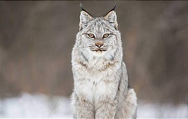 Ein Jahr in Kanadas Wildnis