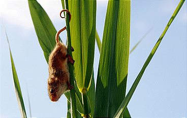 Geheimnisvolle Moorlandschaften