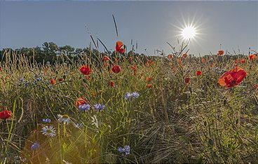 Heimat Natur