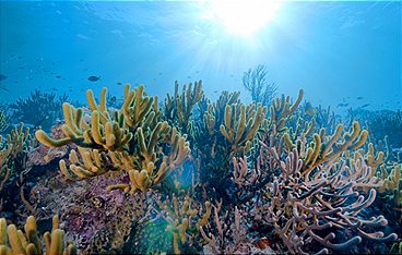 Into the Blue - Indonesiens Unterwasserparadiese