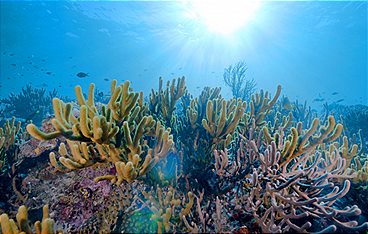 Into the Blue - Indonesiens Unterwasserparadiese