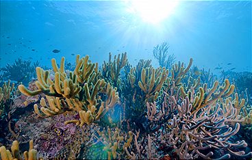 Into the Blue - Indonesiens Unterwasserparadiese