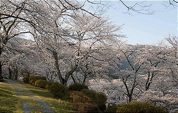 Japan im Licht der Jahreszeiten