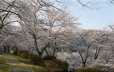 Japan im Licht der Jahreszeiten